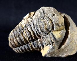 Flexicalymene ouzregi (DESTOMBES 1966) - Bild © FossNet FossilienStore